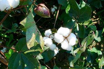 Cotton